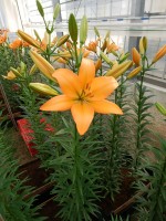 [5091 Casino Royale No02.JPG]